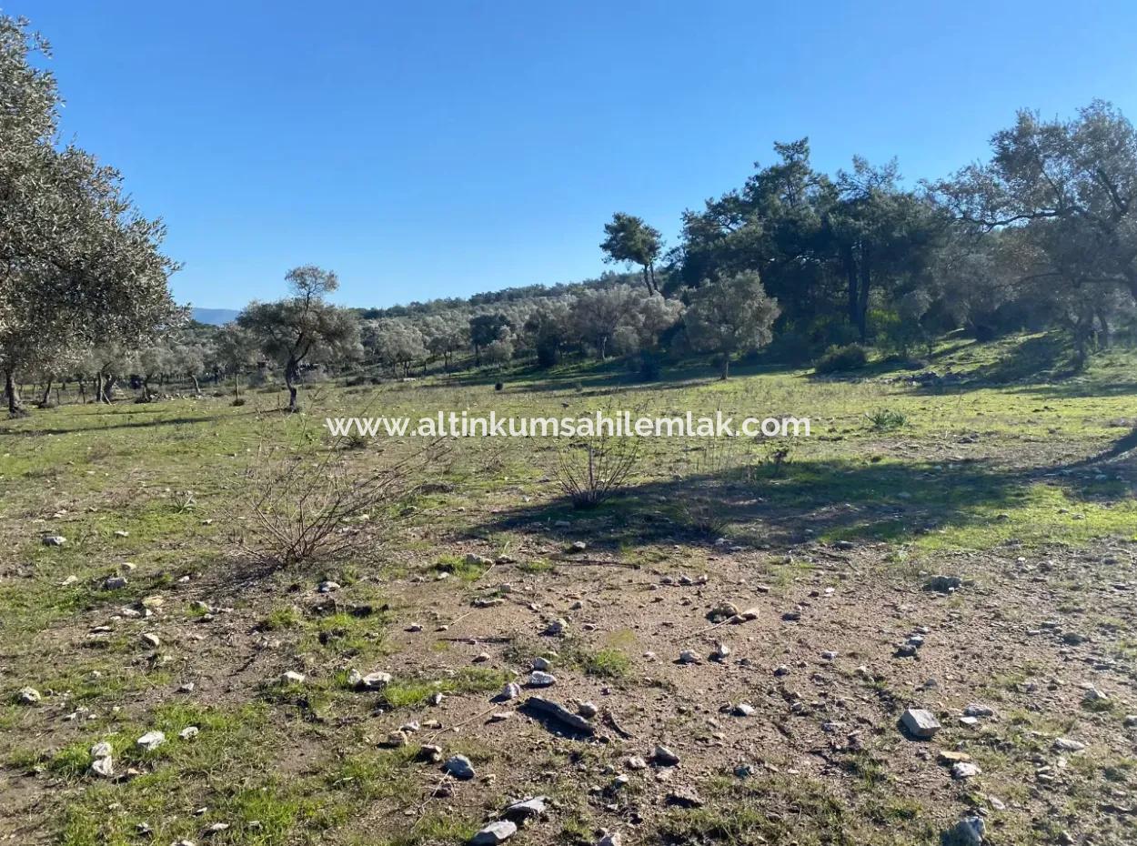 Mugla Milas Pile Land Mit Meerblick Zum Verkauf