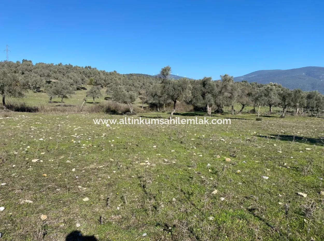 Mugla Milas Pile Land Mit Meerblick Zum Verkauf