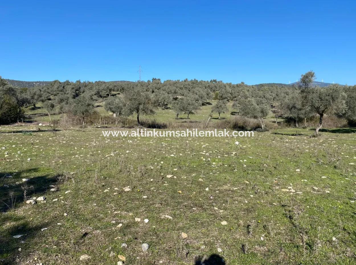 Grundstück Zum Verkauf In Muğla Milas Kazıklı