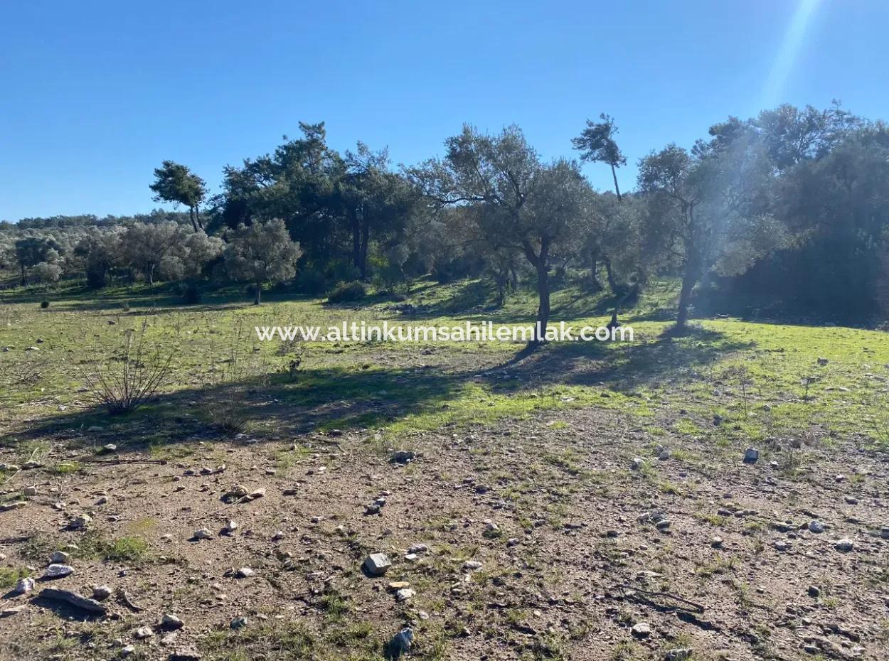 Grundstück Zum Verkauf In Muğla Milas Kazıklı