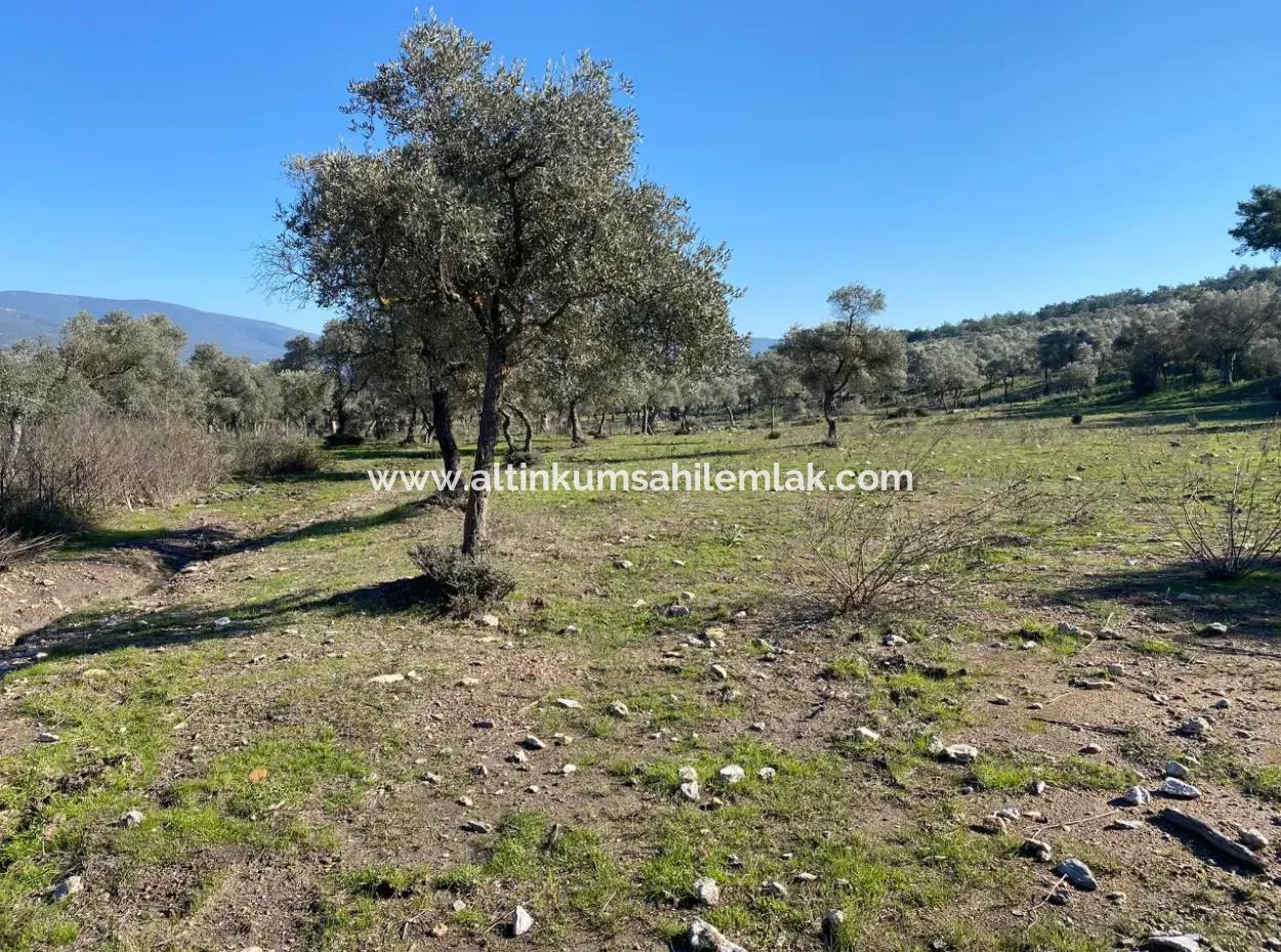 Grundstück Zum Verkauf In Muğla Milas Kazıklı