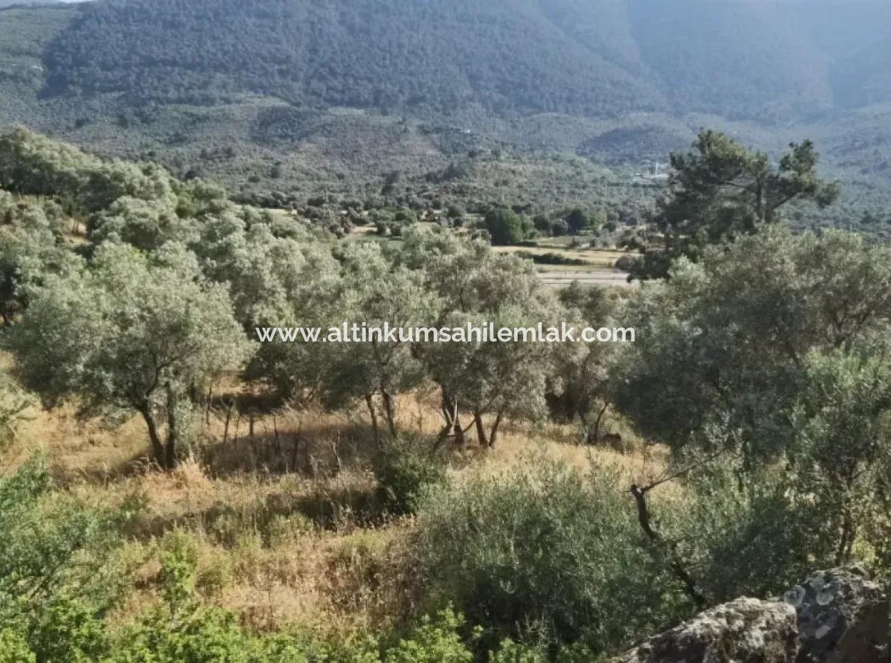 Zum Verkauf 6 Hektar Olivenhain In Danişment Village Milas