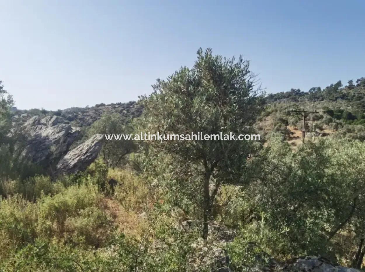 Zum Verkauf 6 Hektar Olivenhain In Danişment Village Milas