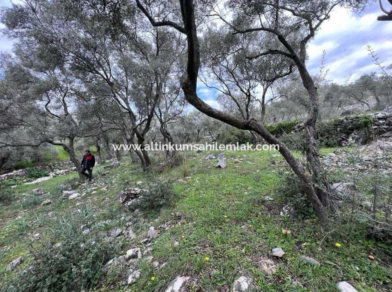 Muğla Milas Bafada Investition 2150 M2 Olivenhain Zu Verkaufen