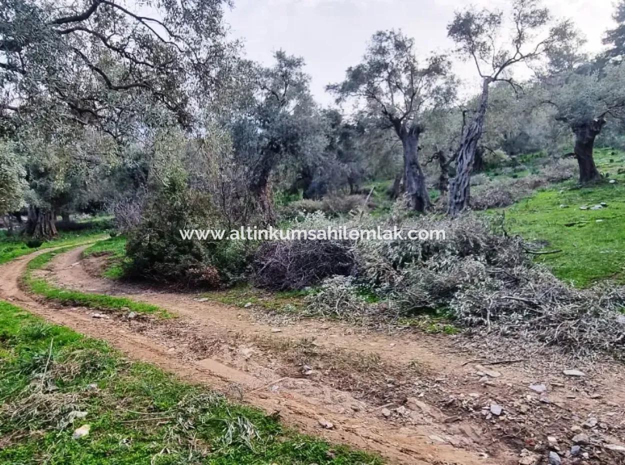 Olivenhain Zu Verkaufen In Mugla Milas