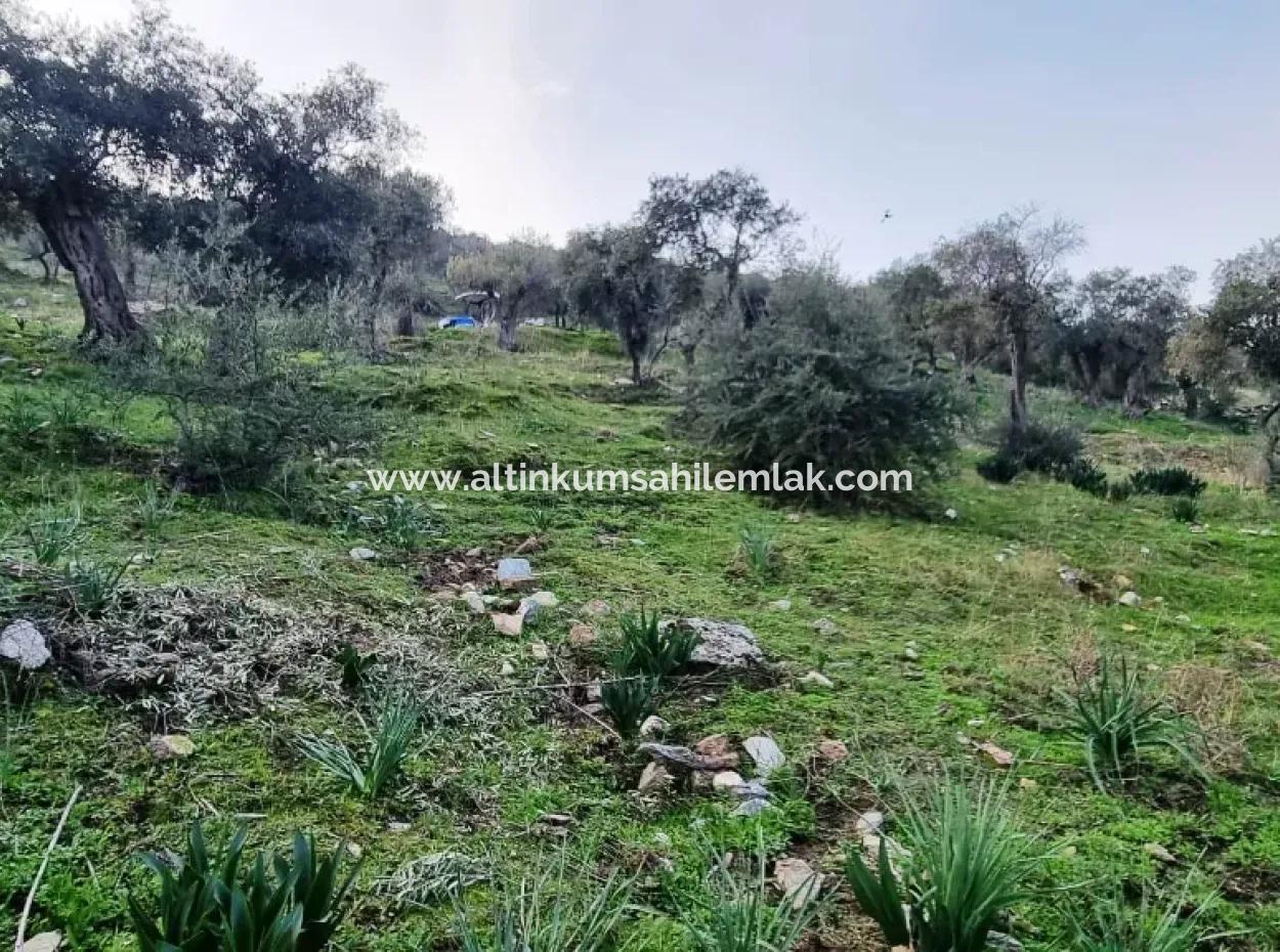 Olivenhain Zu Verkaufen In Mugla Milas