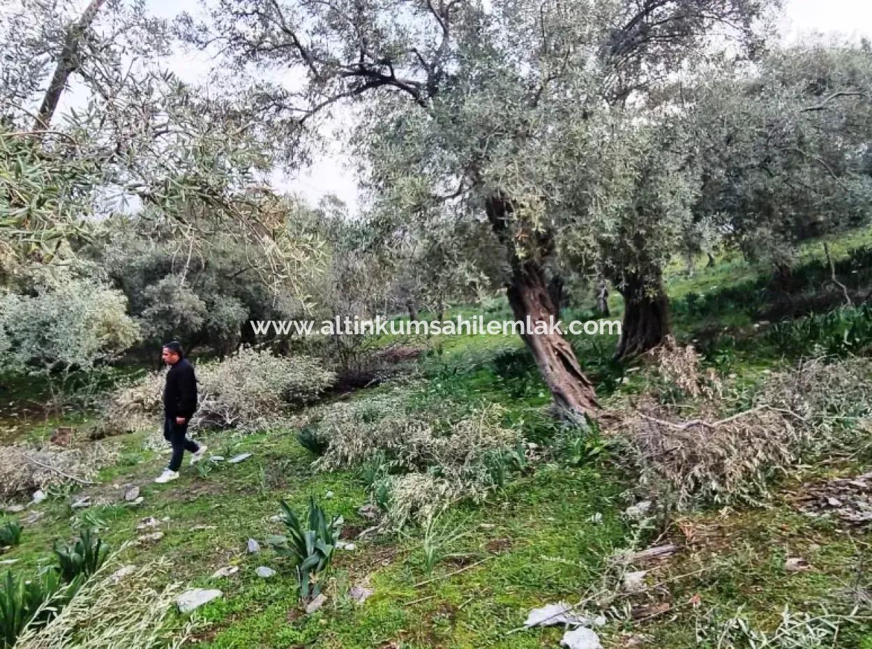Olivenhain Zu Verkaufen In Mugla Milas