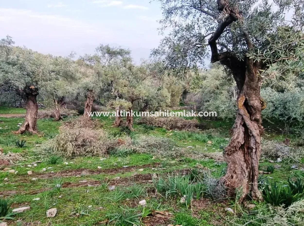 Olivenhain Zu Verkaufen In Mugla Milas