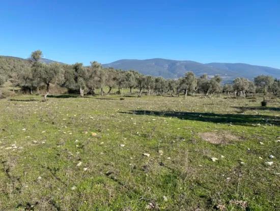 Grundstück Zum Verkauf In Muğla Milas Kazıklı