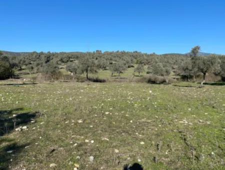 Mugla Milas Pile Land Mit Meerblick Zum Verkauf