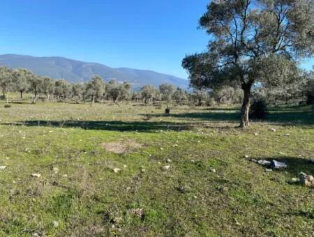 Mugla Milas Pile Land Mit Meerblick Zum Verkauf