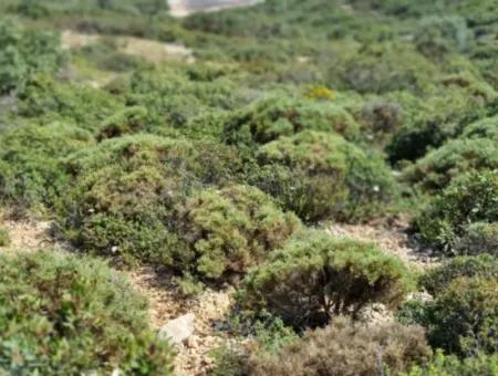 Grundstück Zum Verkauf İn Didim