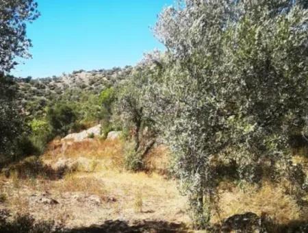 6 Dekar Olivenhainland Zum Verkauf, Investitionsland In Muğla Milas