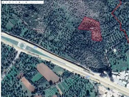 6 Dekar Olivenhainland Zum Verkauf, Investitionsland In Muğla Milas