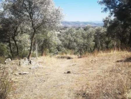 Zum Verkauf 6 Hektar Olivenhain In Danişment Village Milas
