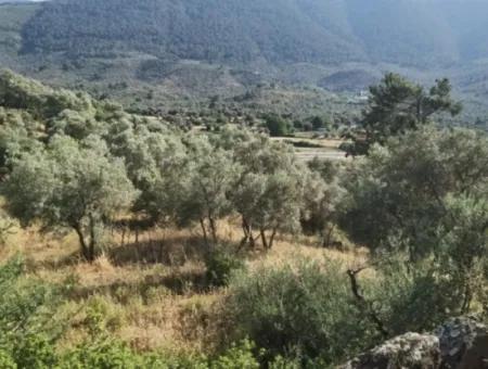 Unumgänglicher Olivenhain Zum Verkauf In Milas, Muğla. #Altınkum #Satılık #Didim