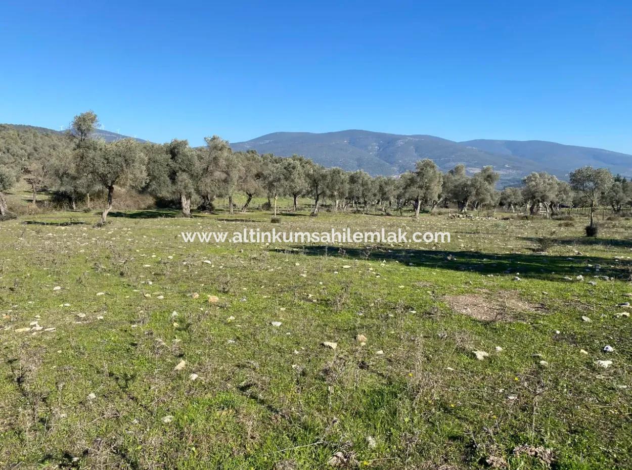 Land For Sale In Mugla Milas Kazıklı Road