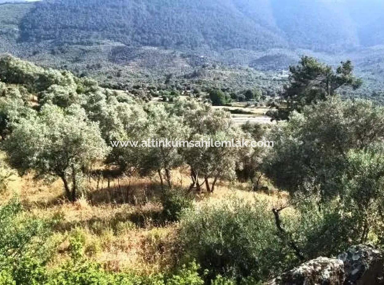 6 Decares Olive Grove Land For Sale, Investment Land In Muğla Milas