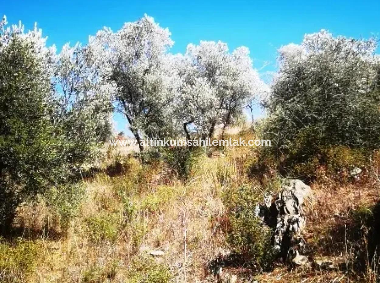 6 Decares Olive Grove Land For Sale, Investment Land In Muğla Milas