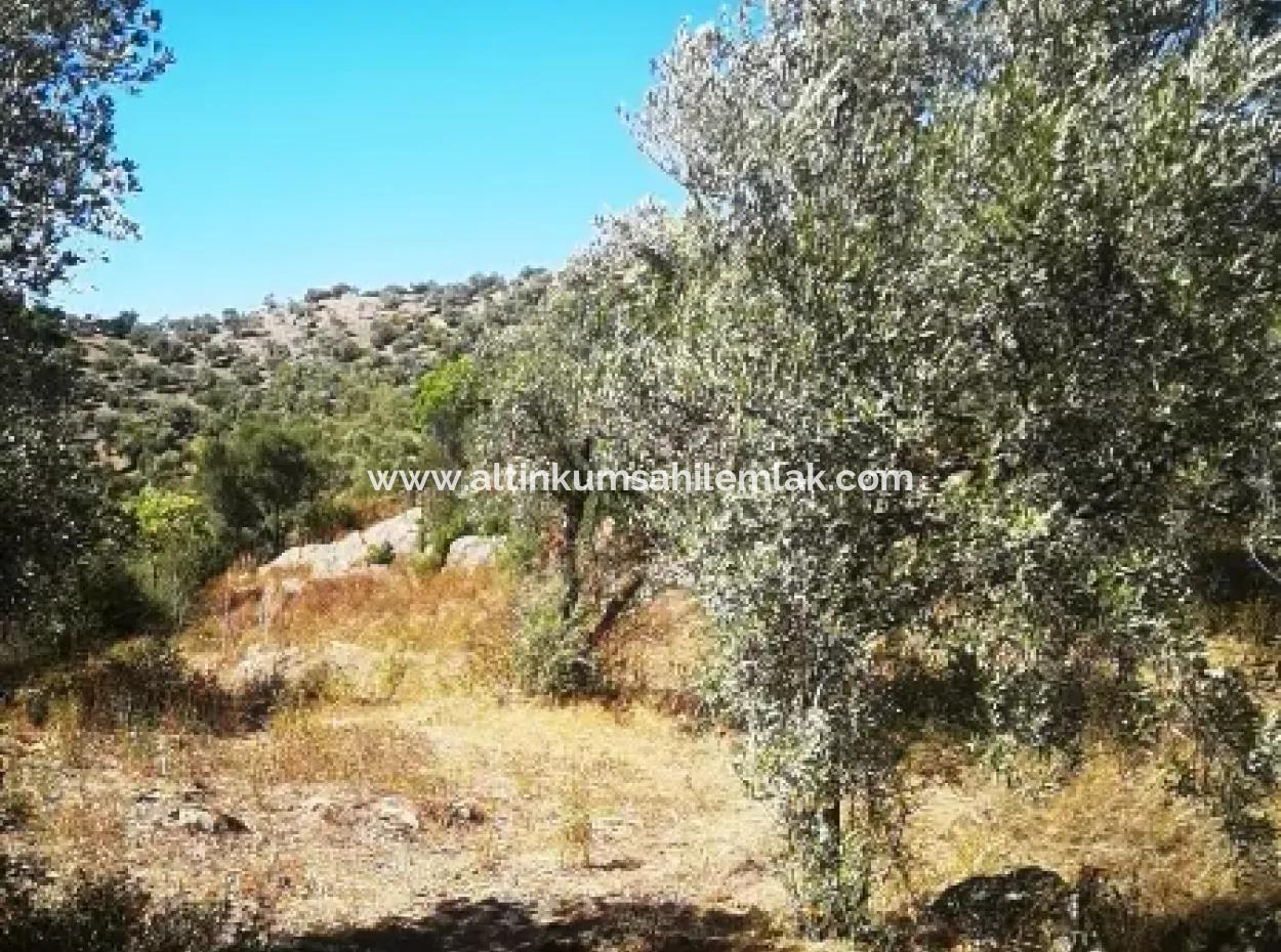6 Decares Olive Grove Land For Sale, Investment Land In Muğla Milas