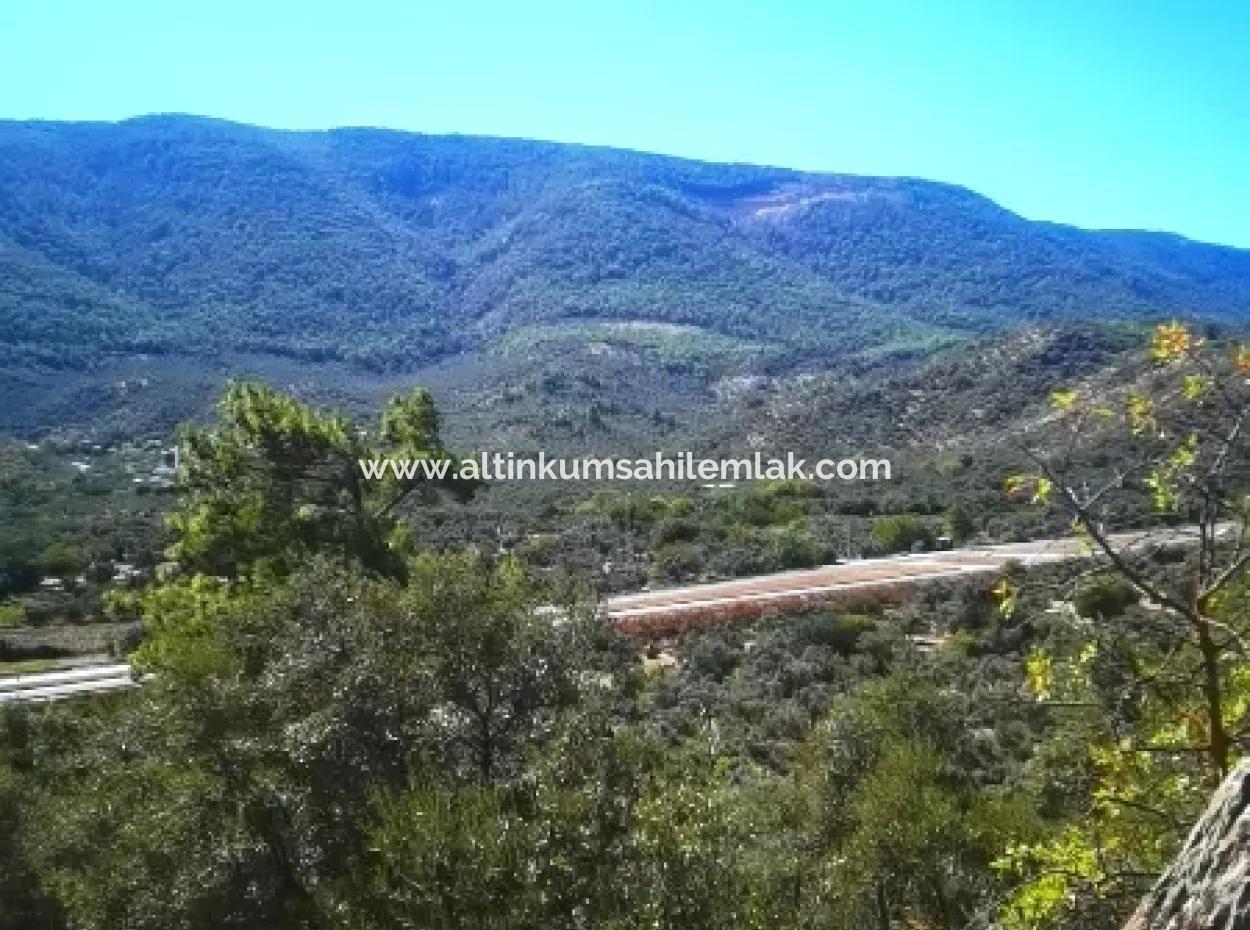 6 Decares Olive Grove Land For Sale, Investment Land In Muğla Milas