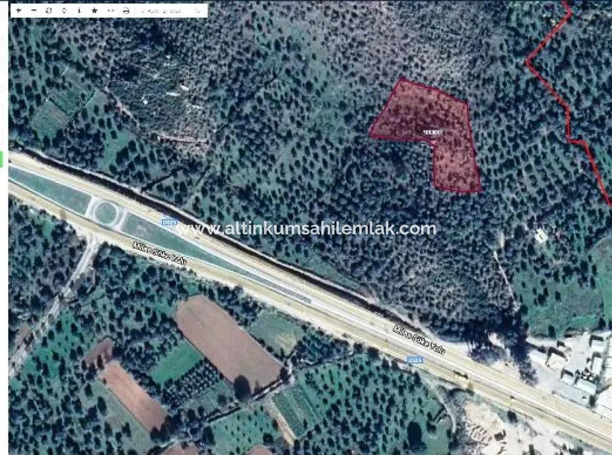 6 Decares Olive Grove Land For Sale, Investment Land In Muğla Milas
