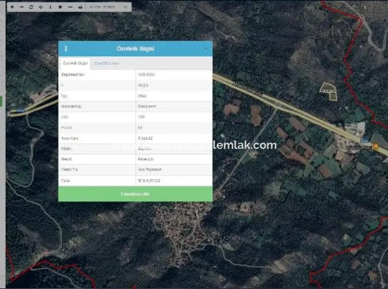 6 Decares Olive Grove Land For Sale, Investment Land In Muğla Milas
