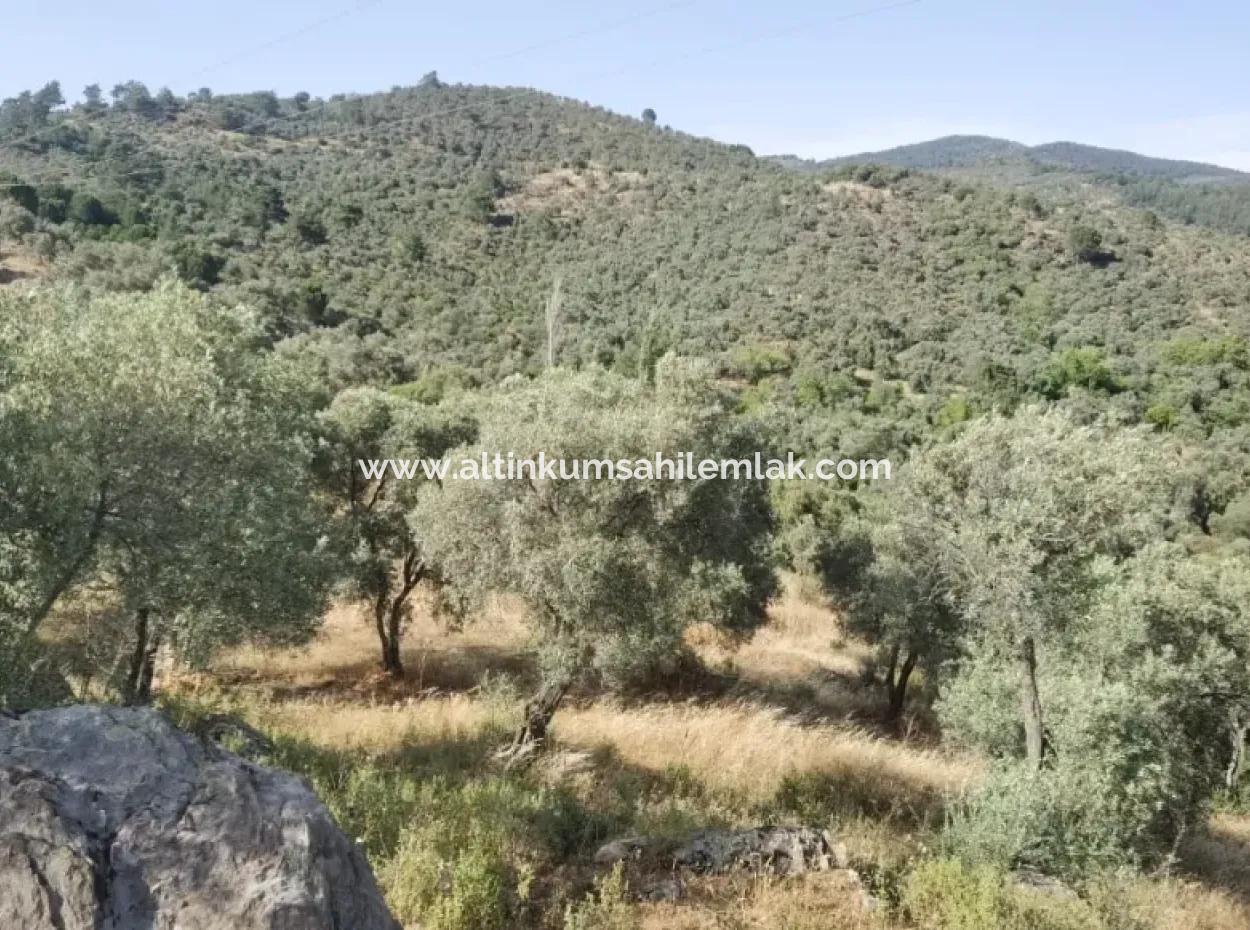 For Sale 6 Acres Olive Grove In Muğla Milas