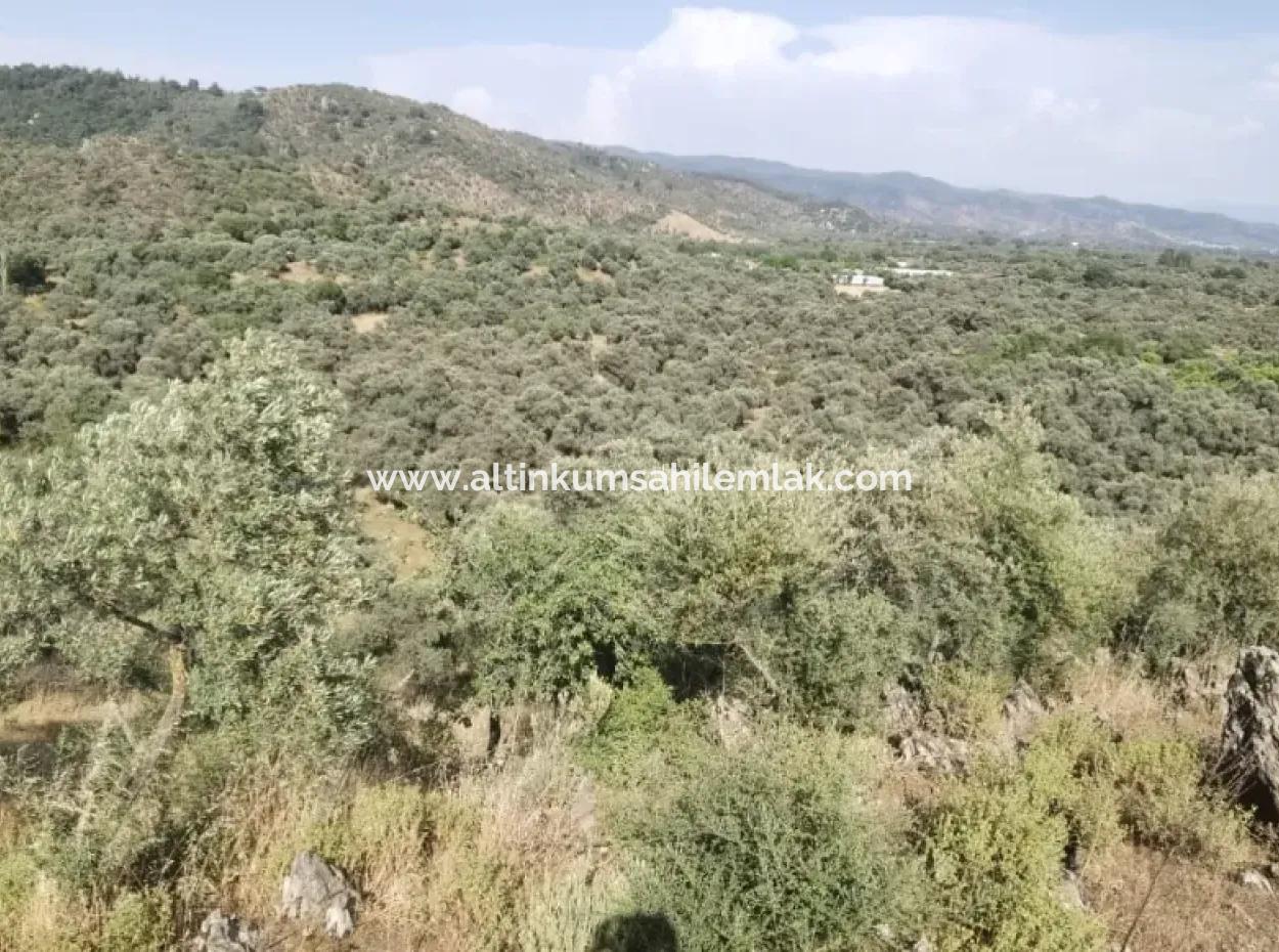 For Sale 6 Acres Olive Grove In Muğla Milas