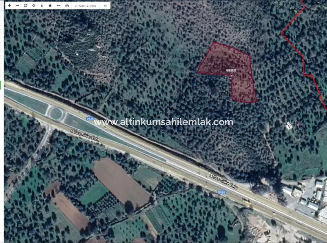 For Sale 6 Acres Olive Grove In Muğla Milas