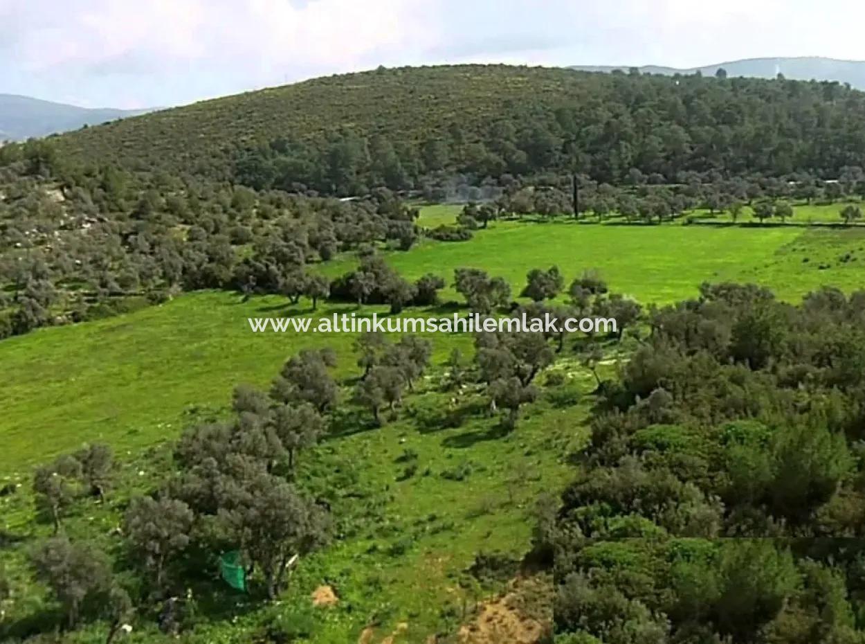 Field For Sale In Muğla Milas Kazıklı