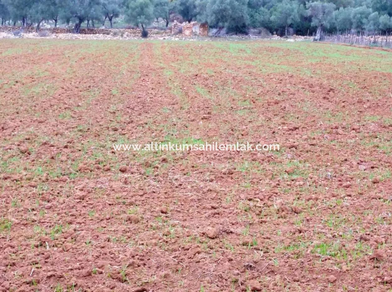 Field For Sale In Muğla Milas Kazıklı