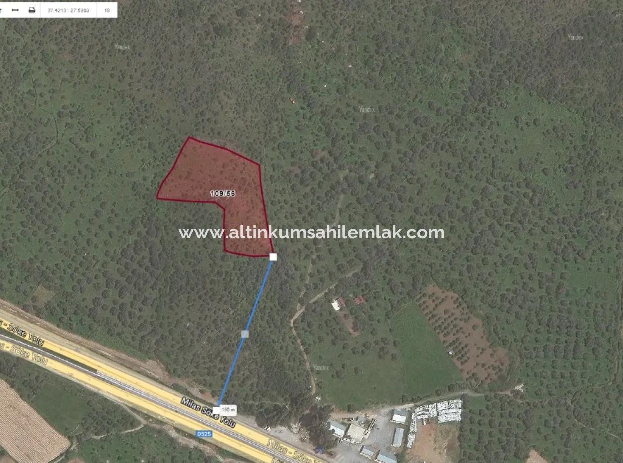Unmissable Olive Grove For Sale In Milas, Muğla. #Altınkum #Satılık #Didim