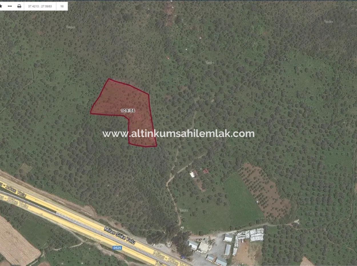 Unmissable Olive Grove For Sale In Milas, Muğla. #Altınkum #Satılık #Didim