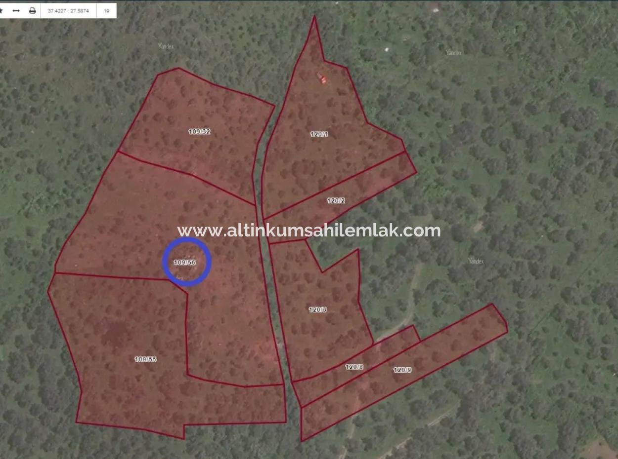 Unmissable Olive Grove For Sale In Milas, Muğla. #Altınkum #Satılık #Didim