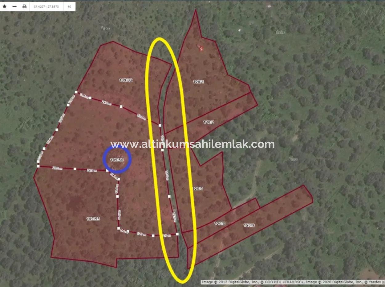 Unmissable Olive Grove For Sale In Milas, Muğla. #Altınkum #Satılık #Didim