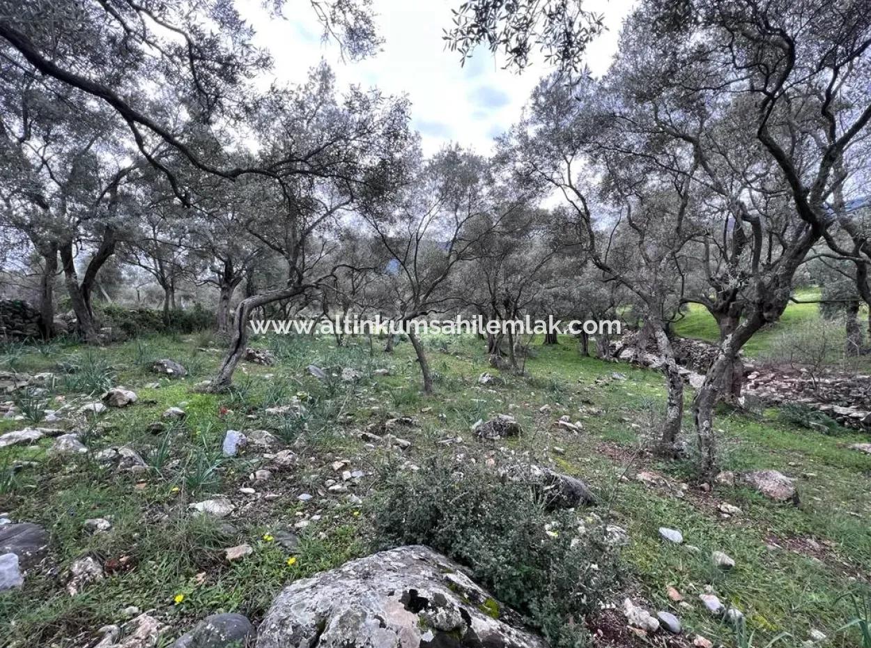 2100 M2 Land For Sale 400 M To Bafa Main Road