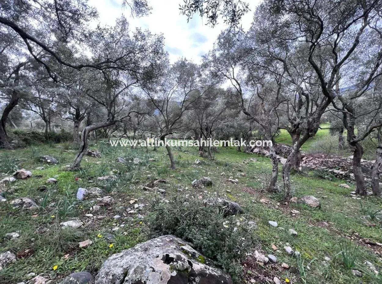 2100 M2 Land For Sale 400 M To Bafa Main Road