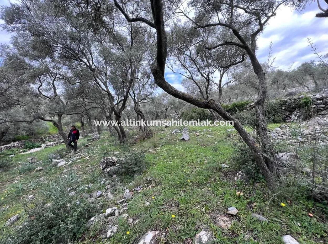 2100 M2 Land For Sale 400 M To Bafa Main Road