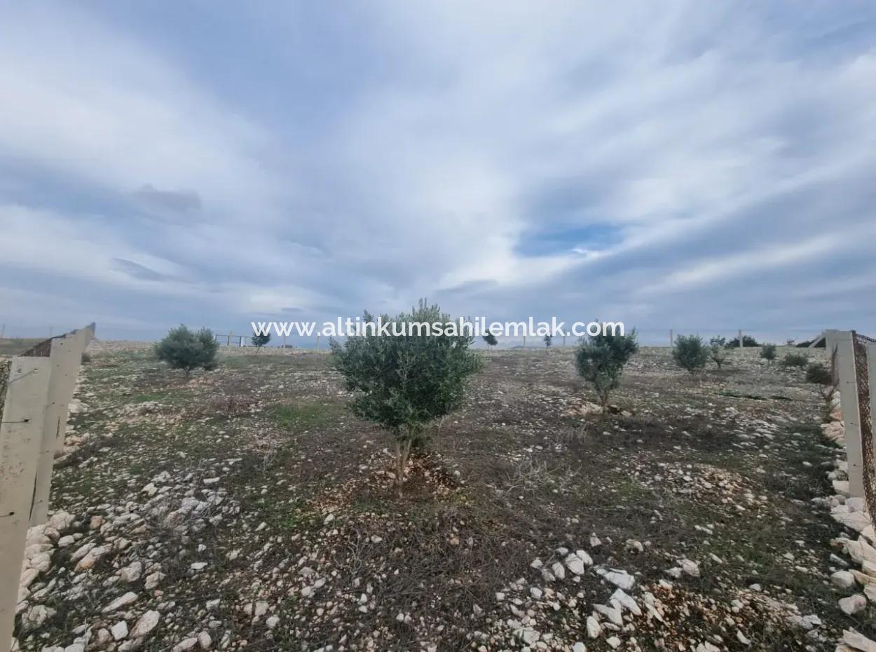 Land For Sale At Bafa Lake In Altınkum Didim
