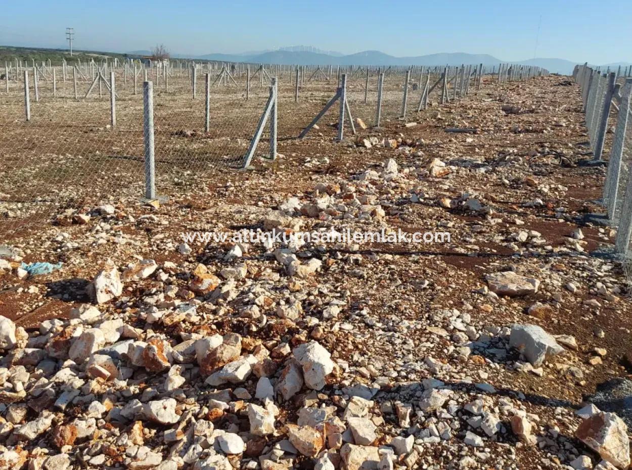 For Sale Hobby Garden In Didim, Hobby Garden For Sale In Didim