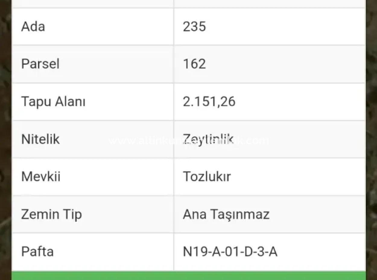 2150 M2 Olive Grove For Sale In Muğla Milas Bafa