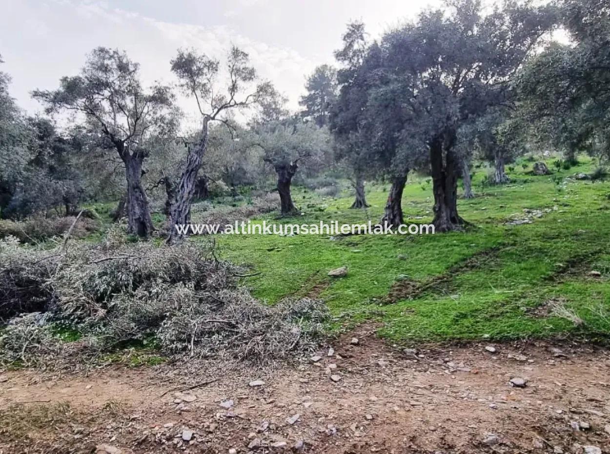 Olive Grove For Sale In Mugla Milas