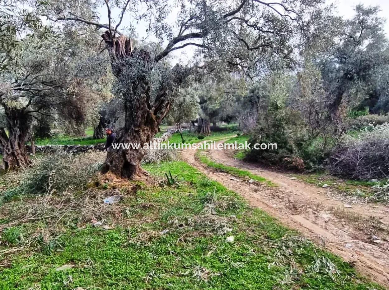 Olive Grove For Sale In Mugla Milas