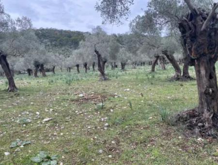 Mugla, Milas Kazikli Land With Sea View For Sale