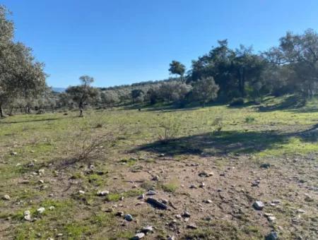 Land For Sale In Mugla Milas Kazıklı Road