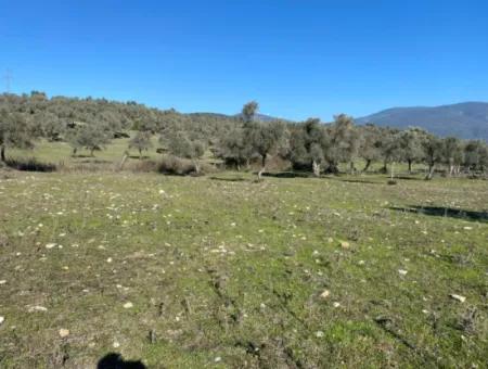 Land For Sale In Mugla Milas Kazıklı Road