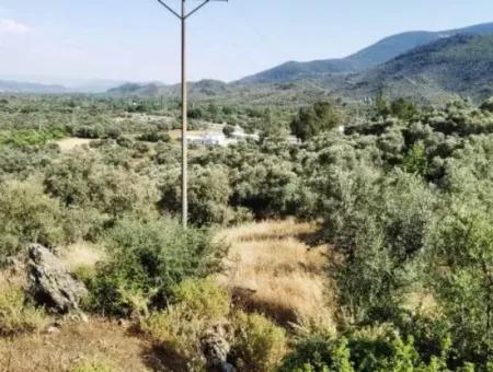 6 Decares Olive Grove Land For Sale, Investment Land In Muğla Milas