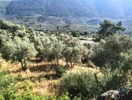 6 Decares Olive Grove Land For Sale, Investment Land In Muğla Milas