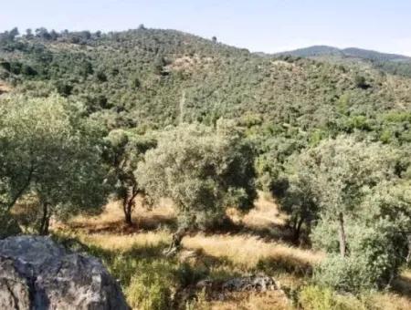 6 Decares Olive Grove Land For Sale, Investment Land In Muğla Milas